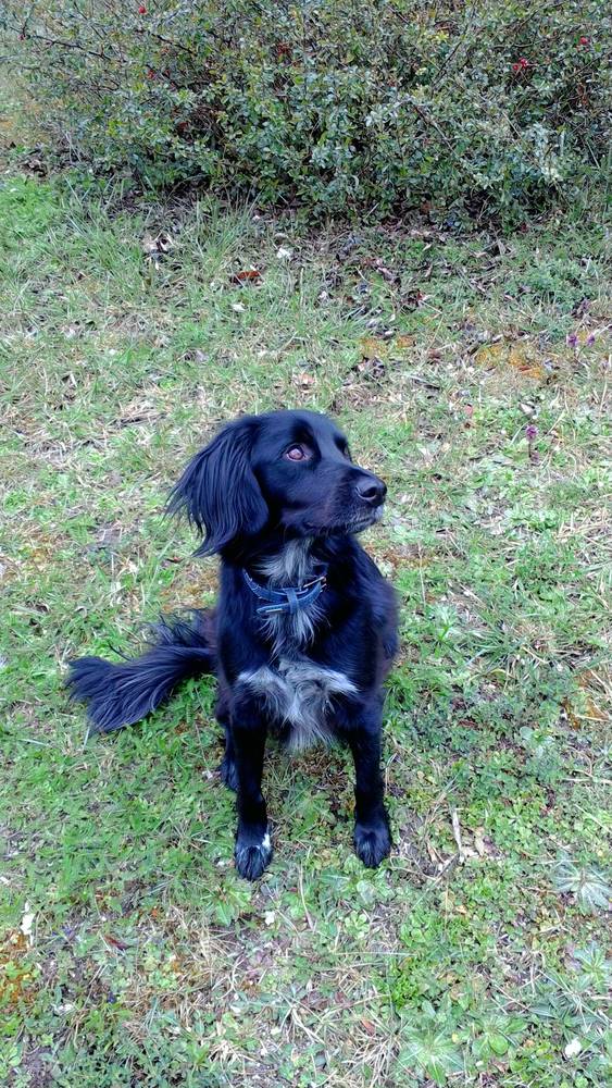 Chien harry erckmann chatrian