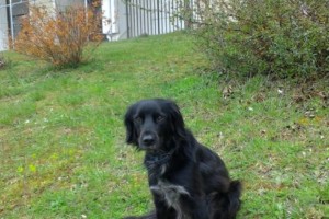 Chien harry erckmann chatrian2