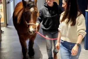 Résidence Autonomie Chatrian cheval therapie10