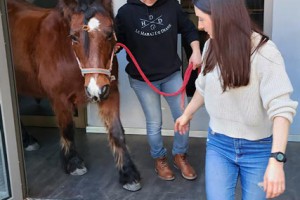 Résidence Autonomie Chatrian cheval therapie11