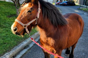 Résidence Autonomie Chatrian cheval therapie12