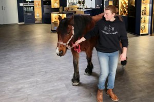 Résidence Autonomie Chatrian cheval therapie14